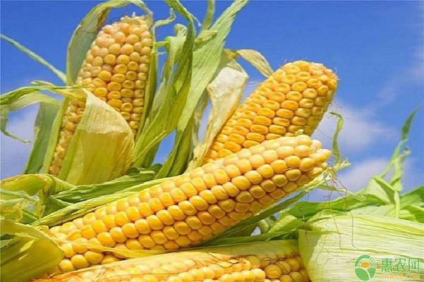 今日元旦！ 2019年1月1日最新玉米价格行情趋势预测分析